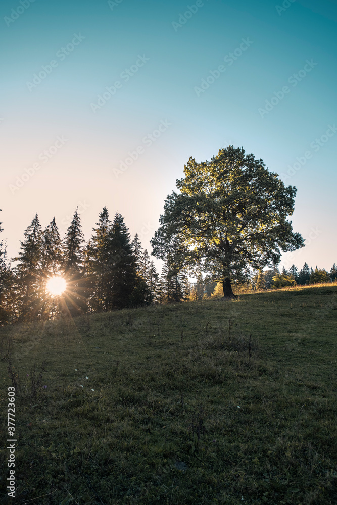 Vivid summer sunrise on green meadow and sunbeams through tree in the morning. Scenery landscape of bright sunrays over green field with large tree. Summer nature. Natural morning sunlight. Vivid summer sunrise on green meadow and sunbeams through tree in the morning. Scenery landscape of bright sunrays over green field with large tree. Summer nature. Natural morning sunlight.