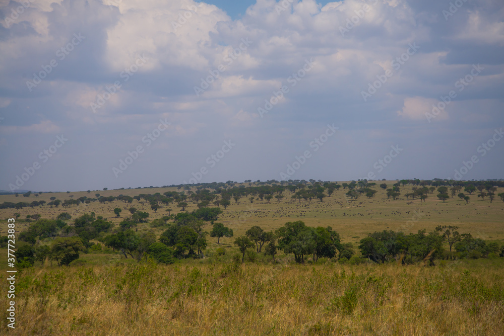 African wildebeest and Zebras in  Masai Mara Landscape