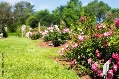 Fototapeta Naklejka Na Ścianę i Meble -  Elizabeth Park West Harford Connecticut Rose Garden