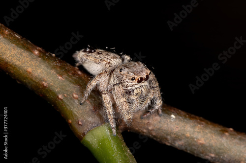 Jumping Spider of the Genus Metaphidippus photo