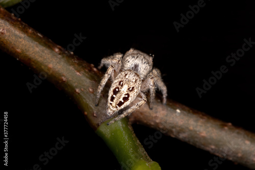 Jumping Spider of the Genus Metaphidippus photo