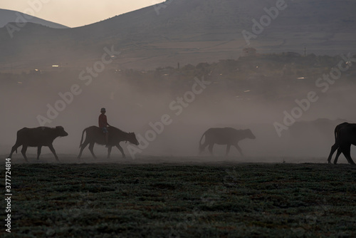 Herd of cattle and buffalo walking on dusty roads. green background and mountain