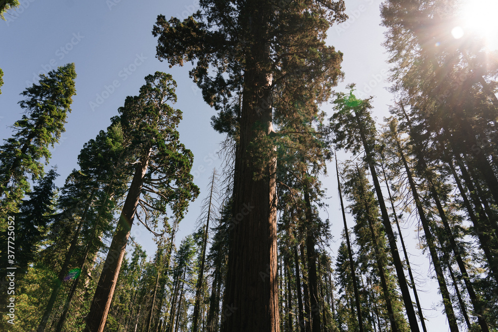 Fototapeta premium Forest