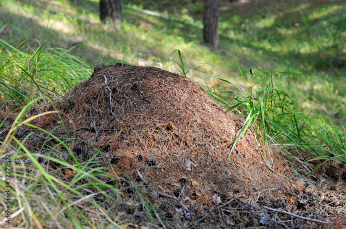 Large anthill in the forest