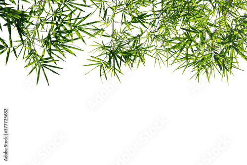 Bamboo leaves Isolated on a white background copy space for text.