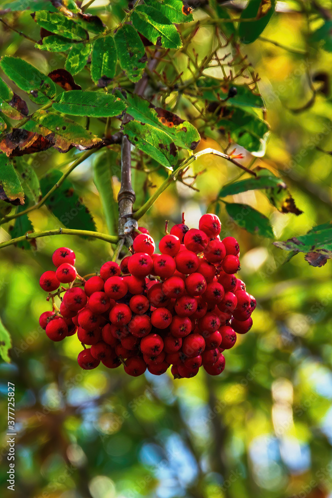 red berries on a branch