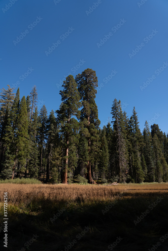 Fototapeta premium Forest