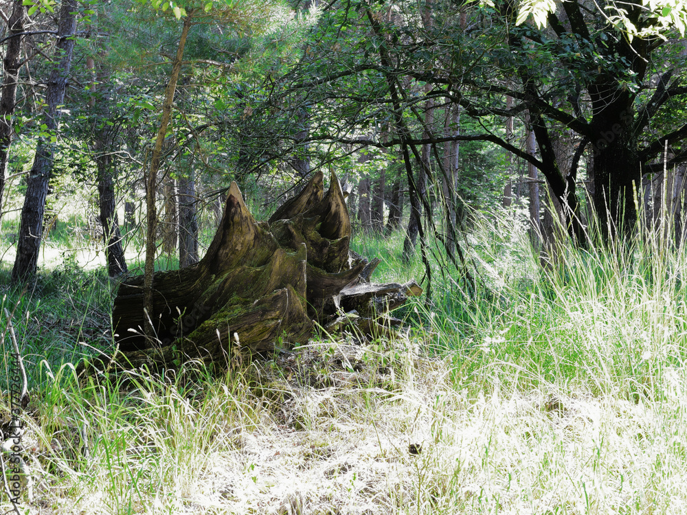 Fototapeta premium foret de fontainebleau