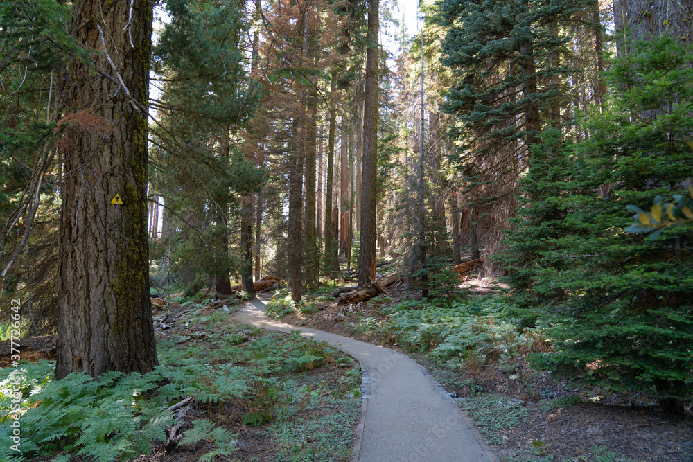 Obraz premium Forest