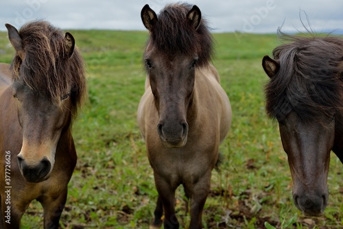 Icelandic horses in Iceland playing on the ground