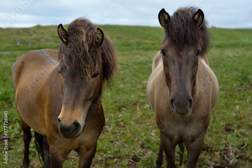 Fototapeta Naklejka Na Ścianę i Meble -  Icelandic horses in Iceland playing on the ground