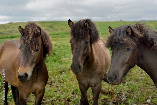 Icelandic horses in Iceland playing on the ground