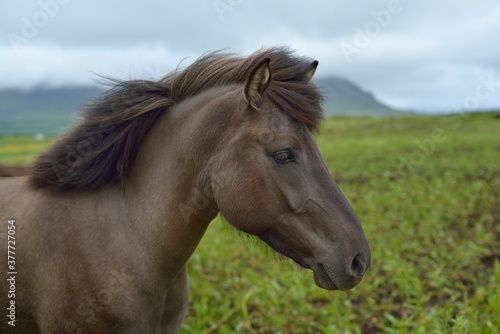 Icelandic horses in Iceland playing on the ground © Anatoli