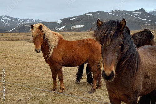 Fototapeta Naklejka Na Ścianę i Meble -  Icelandic horses in Iceland playing and loving 