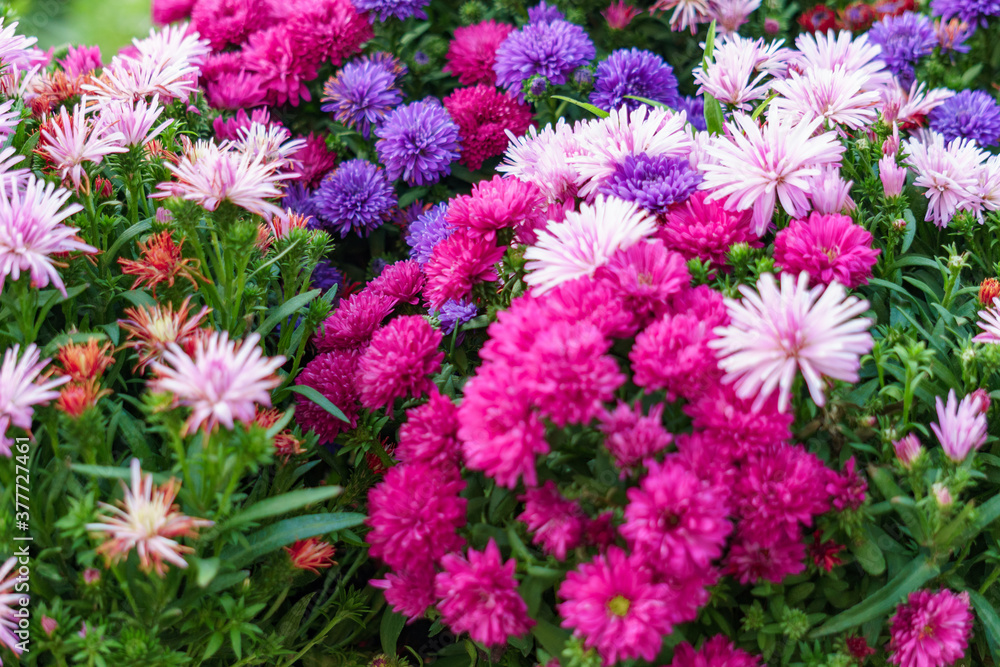 Fiori colorati
