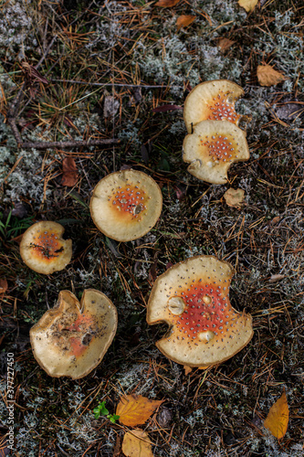 bright mushroom caps on a background of moss  leaves and  needles