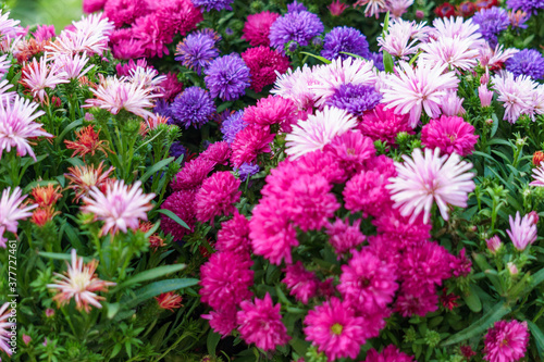 Obraz na płótnie Fiori colorati w salonie