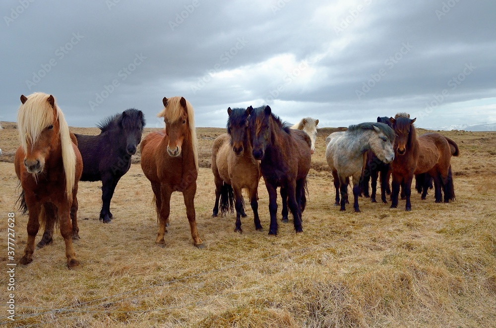 Icelandic horses in Iceland playing and loving Icelandic horses in Iceland playing and loving
