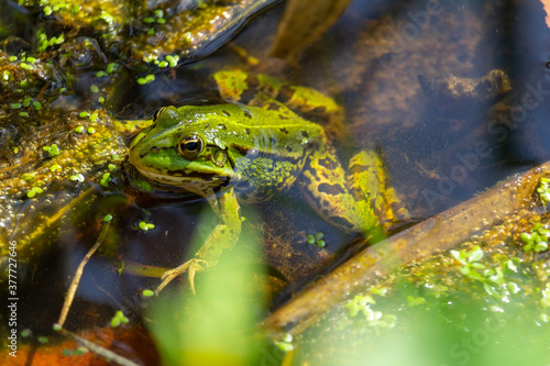 Portrait of green water frog, Pelophylax esculentus sitting in water