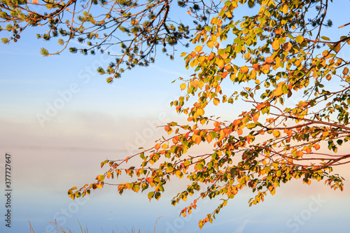Fototapeta Naklejka Na Ścianę i Meble -  autumn yellow foliage on the background of the sky gradient and reflection in the water