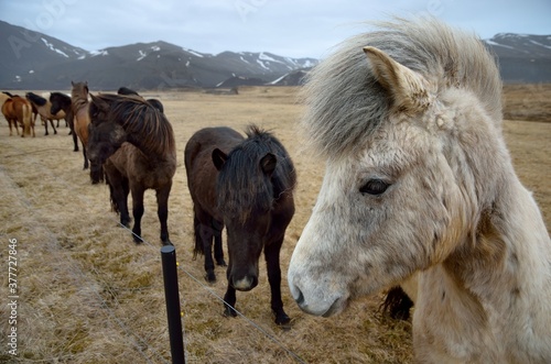 Icelandic horses in Iceland playing and loving 