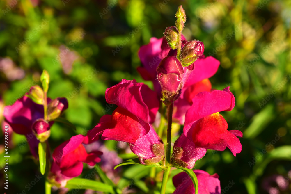 Fototapeta premium Red bright Snapdragon flowers in the sun