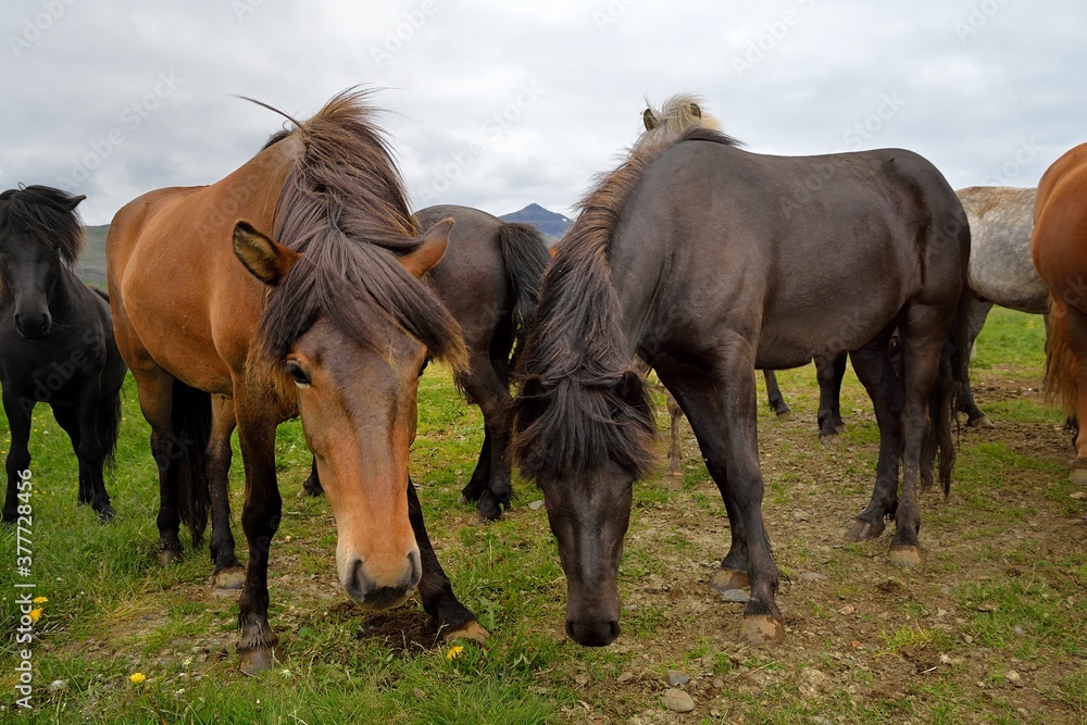 Icelandic horses in Iceland playing and loving Icelandic horses in Iceland playing and loving
