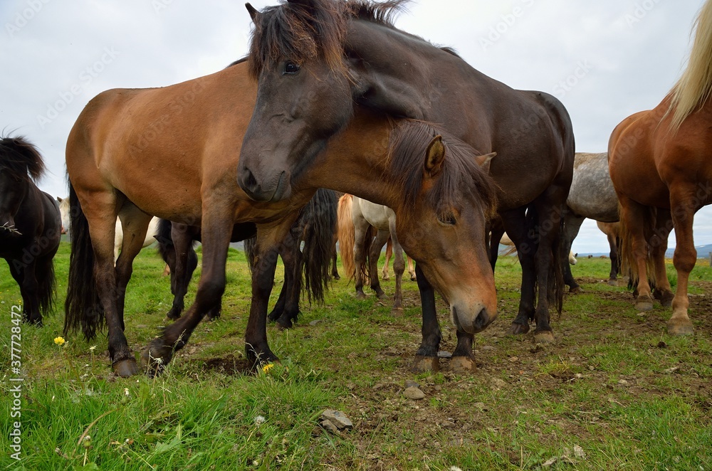 Obraz premium Icelandic horses in Iceland playing and loving 