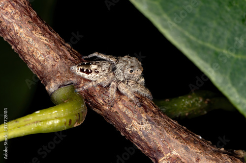 Jumping Spider of the Genus Metaphidippus photo