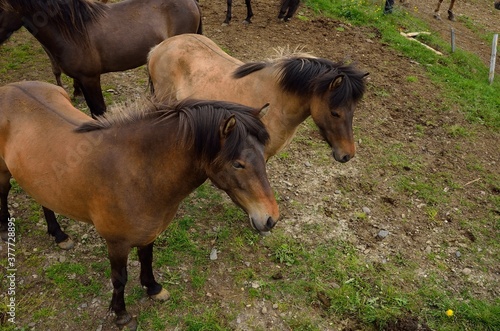 Icelandic horses in Iceland playing and loving 