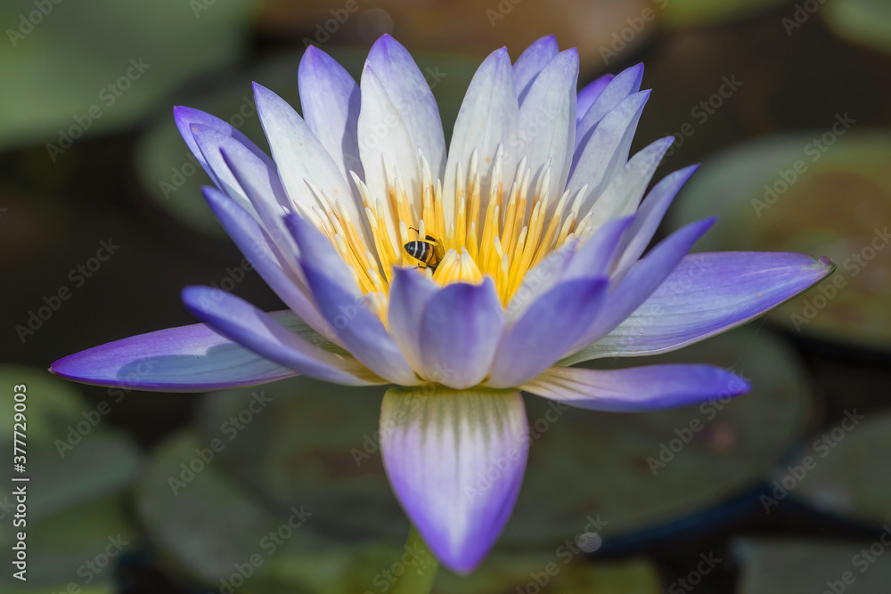 Close up of lotus pollen and bee ,selective focus