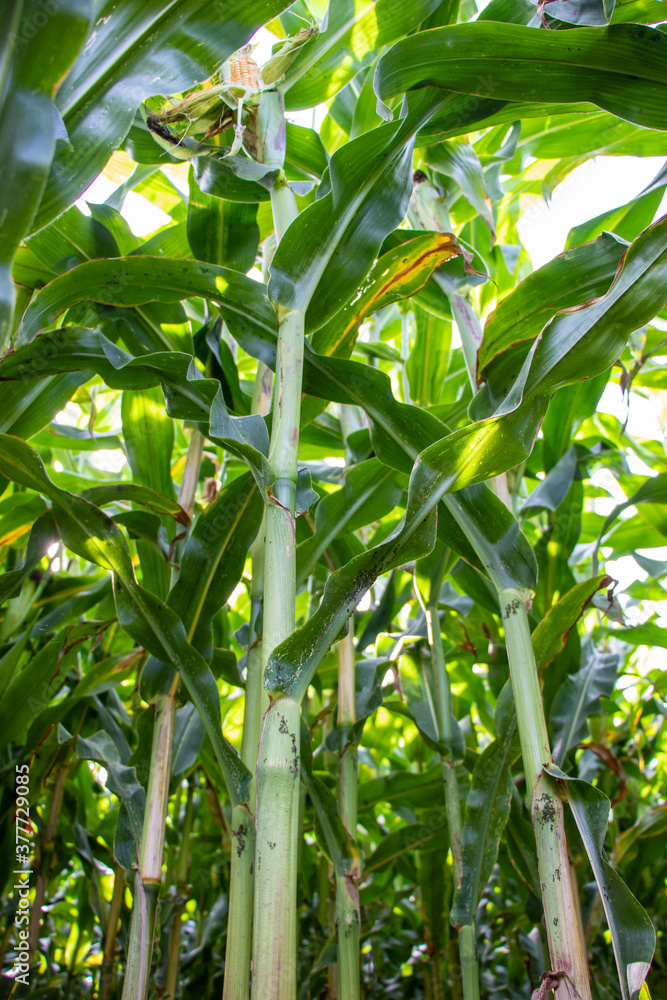 Corn plants on a corn field in Germany