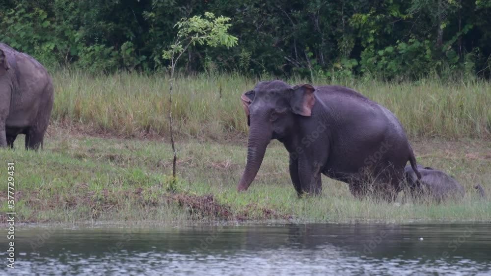 The Asiatic Elephants are Endangered and this herd is having a good time playing and bathing in a lake at Khao Yai National Park; they can be playful and protective of their young. The Asiatic Elephants are Endangered and this herd is having a good time playing and bathing in a lake at Khao Yai National Park; they can be playful and protective of their young.
