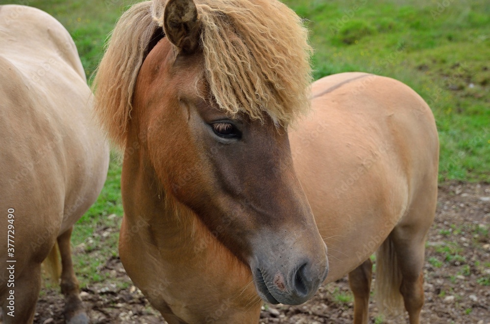 Obraz premium Icelandic horses in Iceland playing and loving 