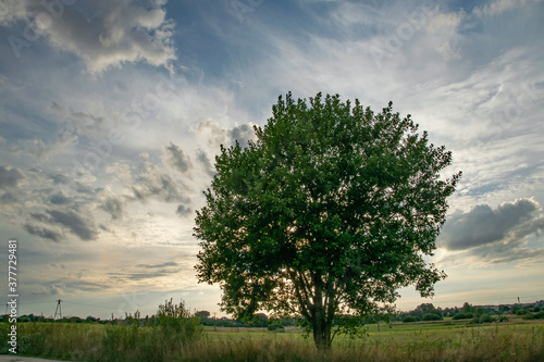 Samotne drzewo 2 © Ewelina B.