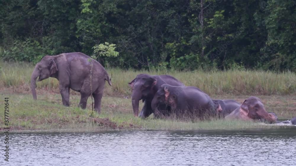The Asiatic Elephants are Endangered and this herd is having a good time playing and bathing in a lake at Khao Yai National Park; they can be playful and protective of their young. The Asiatic Elephants are Endangered and this herd is having a good time playing and bathing in a lake at Khao Yai National Park; they can be playful and protective of their young.