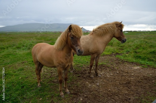 Icelandic horses in Iceland playing and loving 