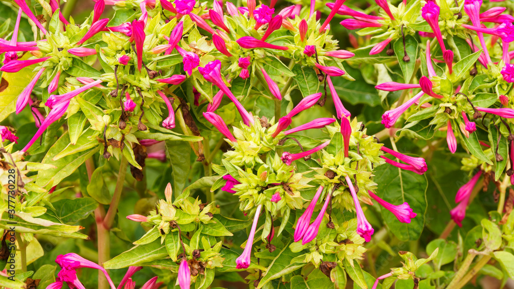 (Mirabilis jalapa) Marvel of Peru, exotic, branched and bushy shrub with fragrant night bloomer flowers in garden (Mirabilis jalapa) Marvel of Peru, exotic, branched and bushy shrub with fragrant night bloomer flowers in garden