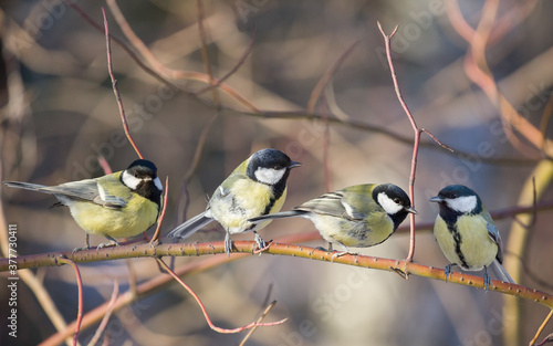 four great tits on bush twing photo