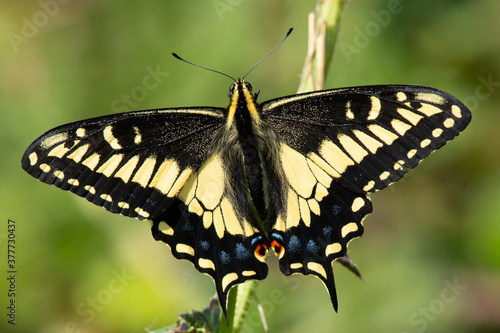 Close-up of a pale swallowtail butterfly, seen in the wild in North California