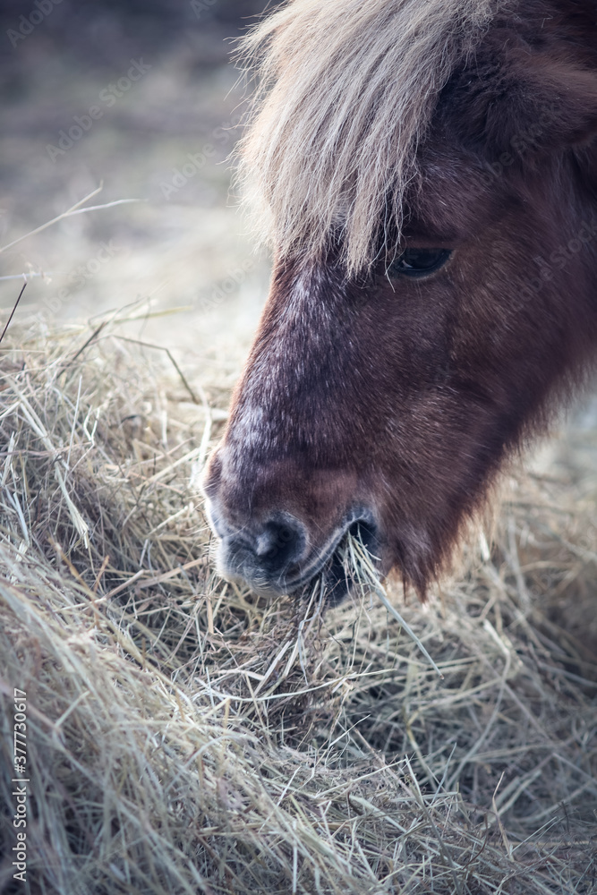 cheval broutant du foin cheval broutant du foin