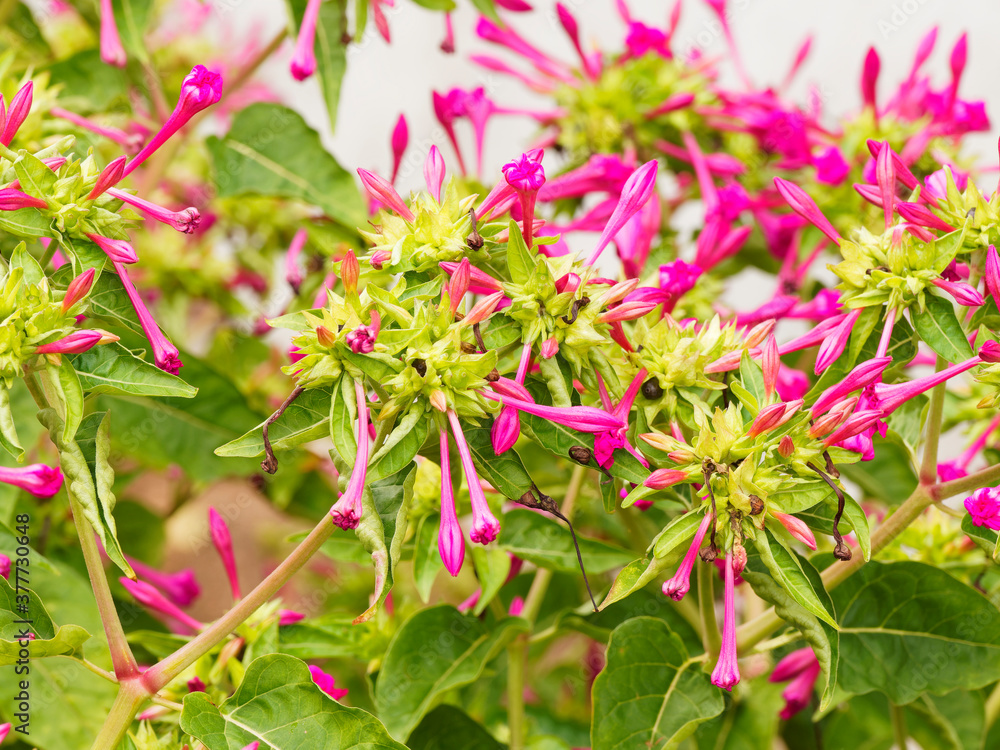 (Mirabilis jalapa) Marvel of Peru, exotic, branched and bushy shrub with fragrant night bloomer flowers in garden (Mirabilis jalapa) Marvel of Peru, exotic, branched and bushy shrub with fragrant night bloomer flowers in garden