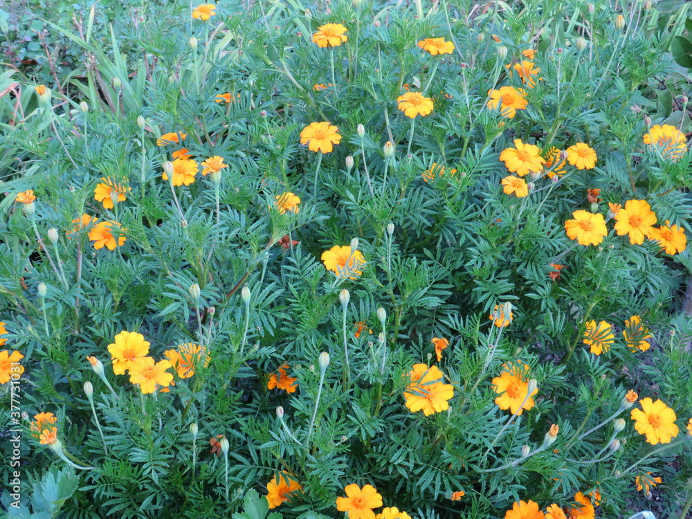 field of yellow flowers