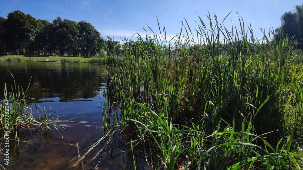 Perfect lake in the city park