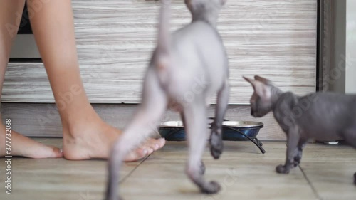 woman prepares food for a flock of bald cats. Sphynxes in the kitchen near their plate wait for food to be poured photo