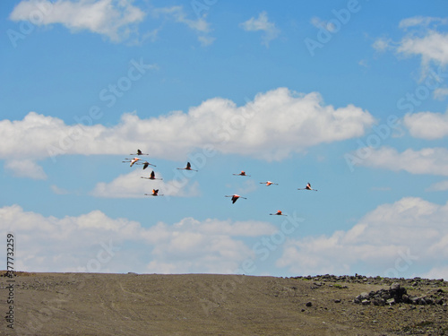 Flock of parihuanas or flamingos flying in the Cotahuasi Canyon, Arequipa, Peru