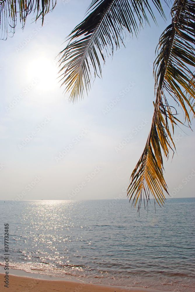 Palm tree leaves on a sunny beach