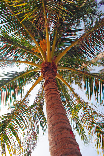 View of a palm tree from the bottom