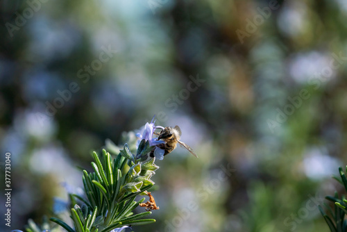 Wildbiene bzw. Honigbiene mit viel Freiraum für Text