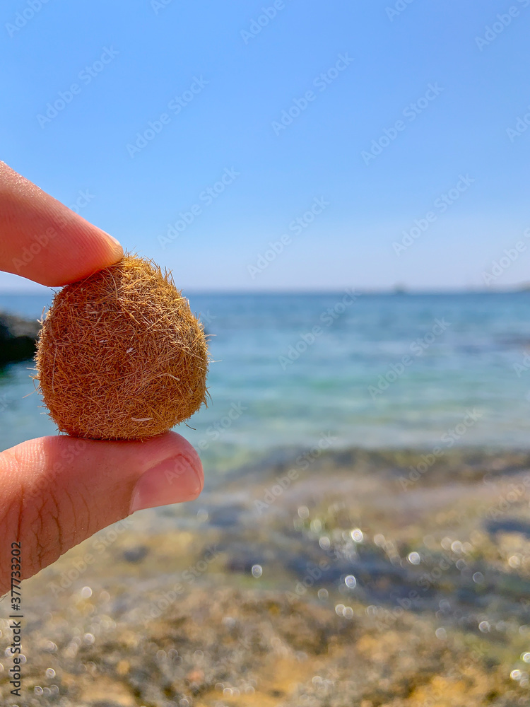 Posidonia oceanica is known as the